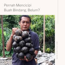 Cara makan buah avocado juga mudah iaitu laici adalah sejenis pokok berbuah iklim dengan membelah buah kepada dua dan. Mohammad Hanif Wicaksono Pelindung Buah Buahan Langka Khas Borneo