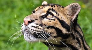 Opel Zoo Gutschein 2 Fur 1 Coupon Code Ticket Mit Rabatt