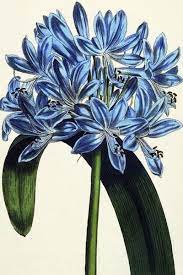 Agapanthus Lily Of The Nile Published 1800 Flowers Perennials Flower Seeds Flower Illustration