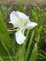 Mom loves having more plumeria flowers at home. How To Grow Hawaiian Flowers At Home Growing Hawaiian Flowers