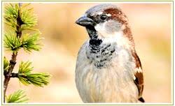 House Sparrow