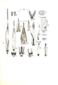 Image result for Pseudobromus