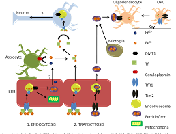 Image result for Transferrin
