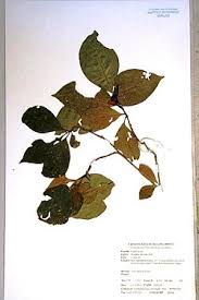 Image result for Mostuea brunonis