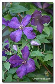 He gave it to raymond evison in 1984 who, in turn, introduced it into commerce. Clematis Polish Spirit