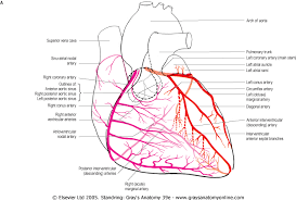The maximum change in curvature is located at c 8 with a change of 0.75 mm −1. Coronary Anatomy Visualizations And Variations Insan Anatomisi Anatomi