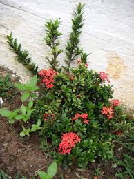 Image result for Ixora coccinea