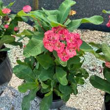 Image result for Euphorbia transvaalensis