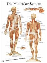 Some muscle aches are mildly uncomfortable, while. The Muscular System Anatomy Poster Anterior And Posterior Clinical Charts And Supplies