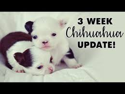 We did not find results for: Apple Head Chihuahua For Sale Craigslist 07 2021