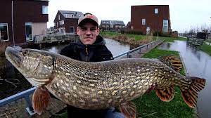 Des photos chocs de bernard tapie et de son épouse publiées après leur violente agression. Brochet Geant 143cm Record Extreme Monster Pike Youtube