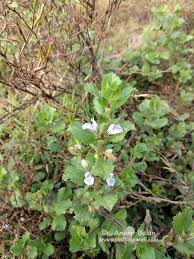 Image result for Hygrophila uliginosa