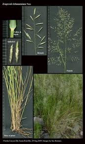 Image result for Eragrostis rotifer