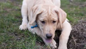 How to keep dogs from digging up garden. How To Stop A Dog From Digging Why Do Dogs Dig Holes