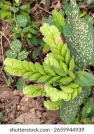 Image result for Flemingia