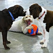 Последние твиты от stay pet (@staypetresort). Photos At Play And Stay Pet Resort Charlotte Nc