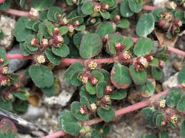 Image result for Euphorbia serpens
