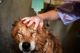 Spa8i adalah satu portal online untuk pendaftaran pekerjaan dalam sektor perkhidmatan. New Pet Spa Member Grooms Your Pet To Perfection Spangdahlem Air Base Article Display