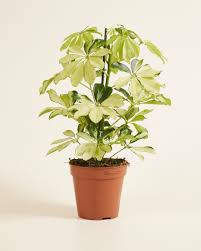 Image result for Schefflera