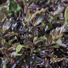 We did not find results for: Pittosporum Tom Thumb 10l Pot Shrubs Hedges Direct