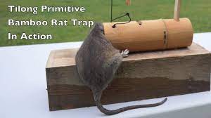 Tilong Bamboo Rat Trap In Action Primitive Survival Rat X2f Mouse Trap Mouse Trap Mondays Youtube Rat Traps Mouse Traps Rat Trap Diy