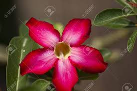 Blooming begins in may and june and last throughout the summer. The Beautiful Blossom Of A Desert Rose Adenium Obesum Apocynaceae Plant Showing The Pink And White Petals Fuzzy Stamens And Long Green Leaves Stock Photo Picture And Royalty Free Image Image 13056277