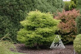 Image result for Taxodium