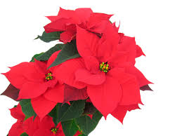 Conocida también como flor de navidad o poinsettia, la flor de pascua es un arbusto originario de la zona de mesoamérica, principalmente sur de méxico y guatemala. Flor De Pascua Png Free Png Images Vector Psd Clipart Templates