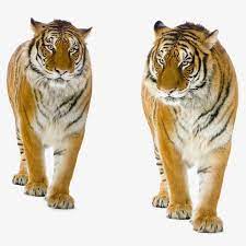 Tiger Senlinzhiwang Tiger Vector Png And Vector With Transparent Background For Free Download Wild Cats Tiger Animals Beautiful