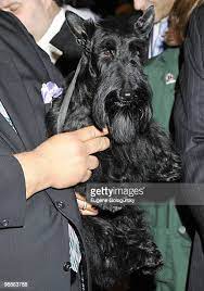 11,017 Fotos De Stock E Banco De Imagens De The Kennel Club - Getty Images