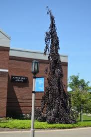 Weeping beech on wn network delivers the latest videos and editable pages for news & events, including the weeping beech is characterized by its shape with sweeping, pendulous branches. October 2013 Behrend Blog Front Landscape Indian Garden Garden Project