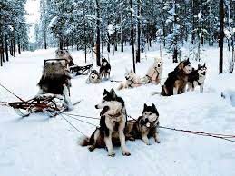 chien de traineau randonnee chien de traineau et ski joering avec l ucpa dog sledding sporting dogs siberian husky