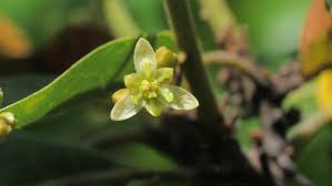 Image result for Lauraceae