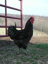 Kostenlose fachberatung, 30 tage rückgaberecht, große markenvielfalt & schnelle lieferung. Black Jersey Giant Rooster Marias Jersy Giants Sells Only Giants Eggs Chicks And Started Birds Available Backyard Poultry Giant Chicken Chickens Backyard