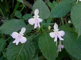 Image result for Impatiens hochstetteri