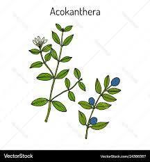 Image result for Acokanthera schimperi