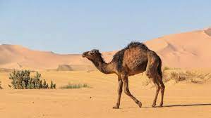 Bactrian camels are from the mongolian desert. Camel Facts Habitat Behavior Diet