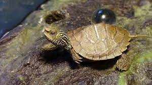 How To Properly Take Care Of Map Turtles The Turtle Hub