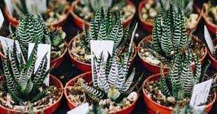 Draw white line in the cactus leaves. Haworthiopsis Fasciata Care How To Grow The Haworthia Fasciata Plant