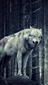 Android application wolf wallpapers 4k developed by 7fon wallpapers is listed under category personalization. Wolf Iphone Wallpapers Top Free Wolf Iphone Backgrounds Wallpaperaccess
