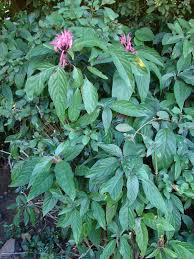 Image result for Justicia carnea