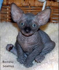 Click here to view cats in florida for adoption. Sphynx Kittens For Sale Near Me Petfinder