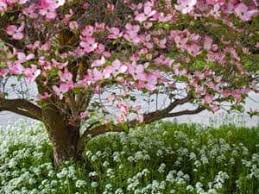 Maybe you would like to learn more about one of these? Planting Dogwood Trees In Fall South Austin Irrigation Repair Austin Dripping Springs Buda Wimberley Tx