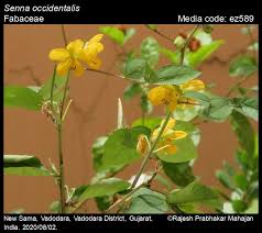 Image result for Senna occidentalis