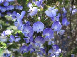 Image result for Psoralea