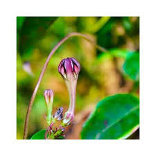 Image result for Ceropegia nilotica