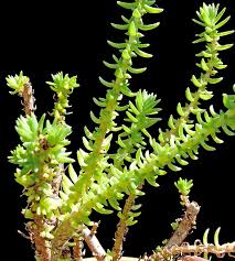 Image result for Crassula schimperi