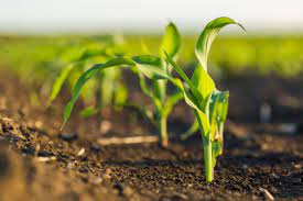 Untuk menghasilkan jagung yang berkualitas baik, diperlukan perawatan dan pemeliharaan tanaman setelah bibit ditanam. Pemupukan Pertama Tanaman Jagung Kampustani Com