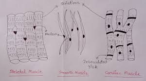 There are three types of muscles in the body: How To Draw Skeletal Smooth And Cardiac Muscle Diagram Types Of Muscles Muscle Drawing Youtube