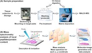 It is by example also possible to tell the instrument not to fragment single charged ions. Imaging Of Protein Distribution In Tissues Using Mass Spectrometry An Interdisciplinary Challenge Sciencedirect